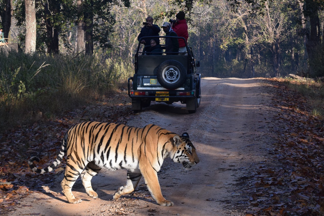 Best Jungle Safari in World