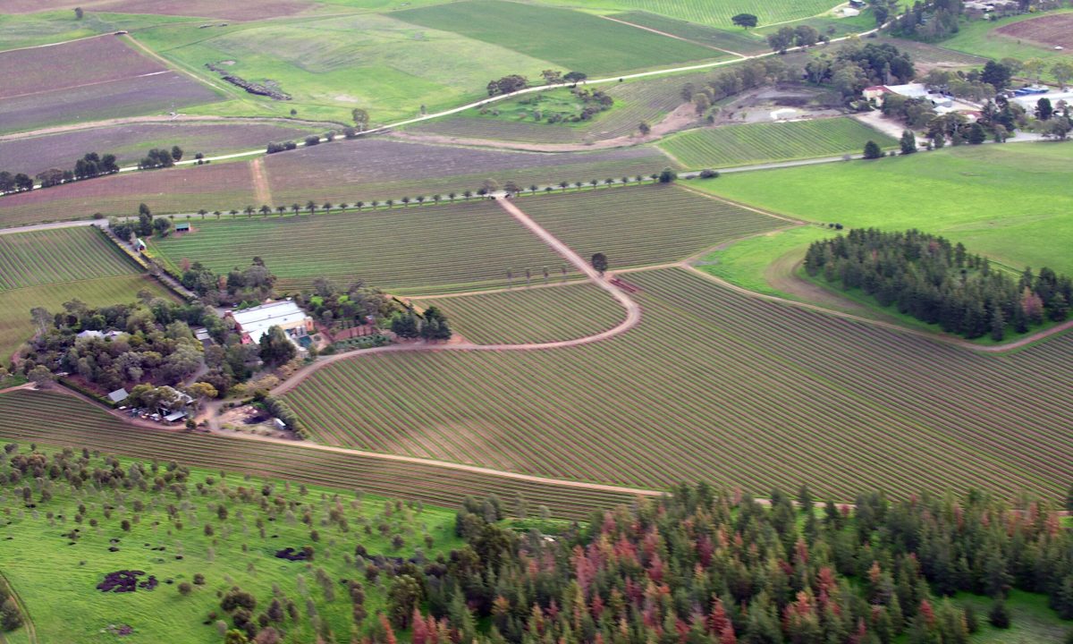 Vineyards in Barossa Valley.