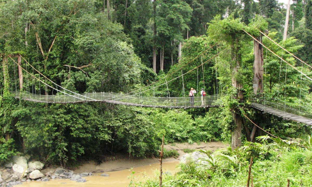 Borneo-Rainforest-Safari-Malaysia-Best-Jungle-Safaris-in-World