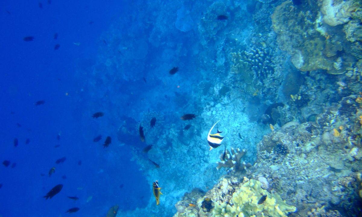 Bunaken National Park-Most Beautiful Places to Visit in Indonesia