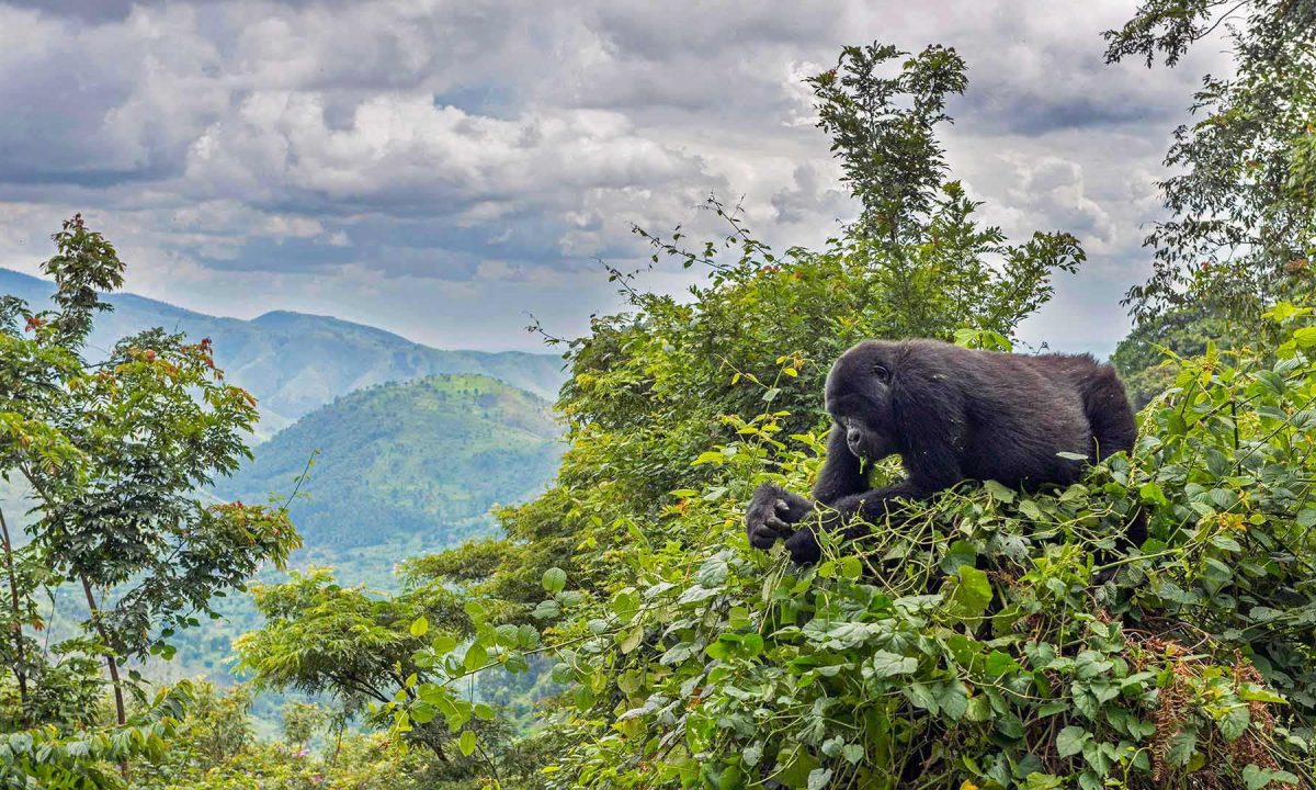 Bwindi Impenetrable National Park, Uganda - Natural UNESCO World Heritage Sites