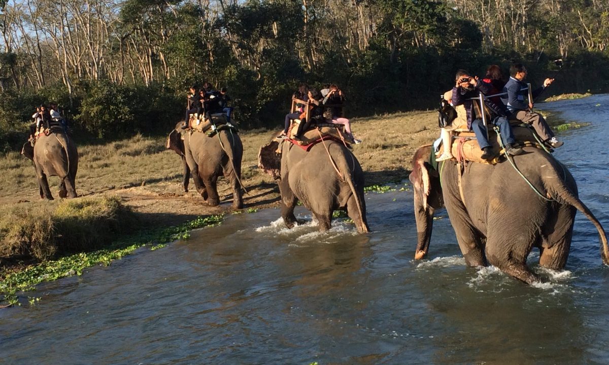 Chitwan-National-Park-Safari-Nepal-Best-Jungle-Safaris-in-World