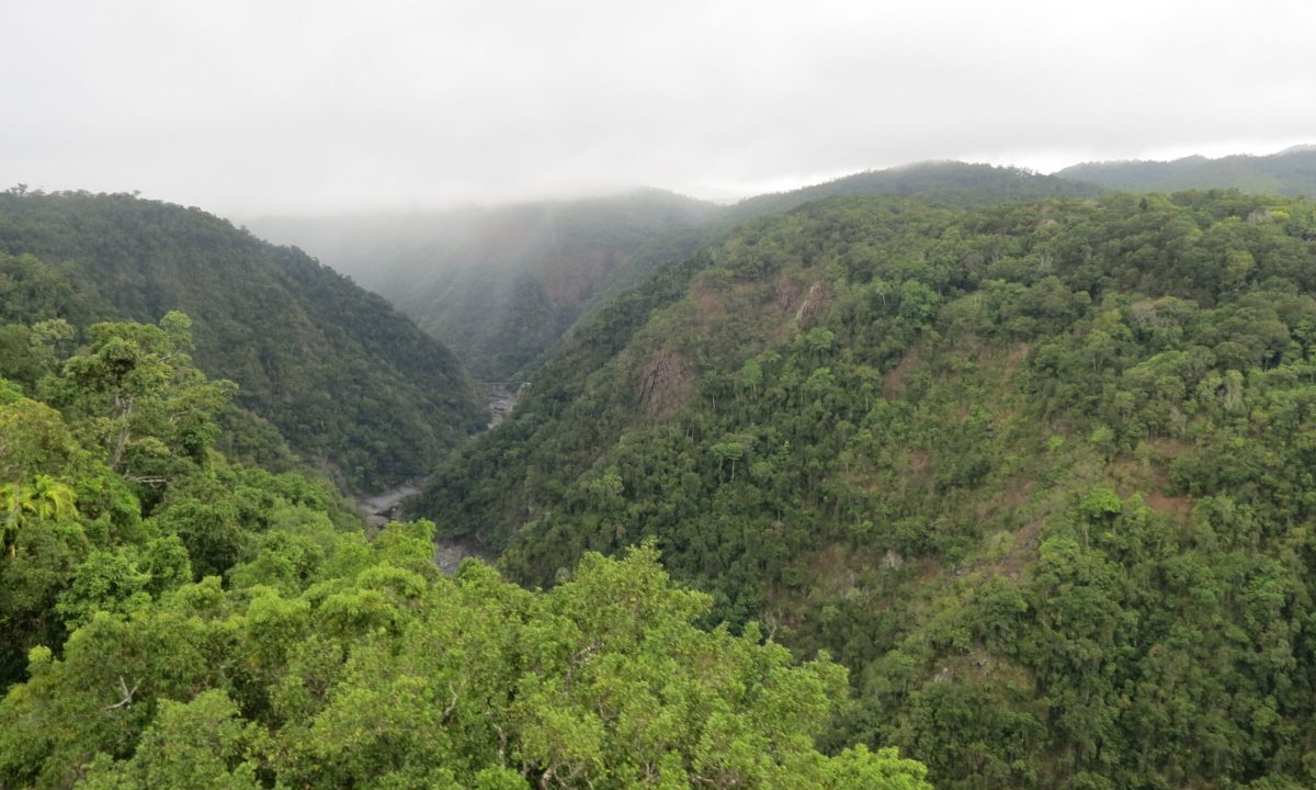 Daintree Rainforest, Queensland, Australia