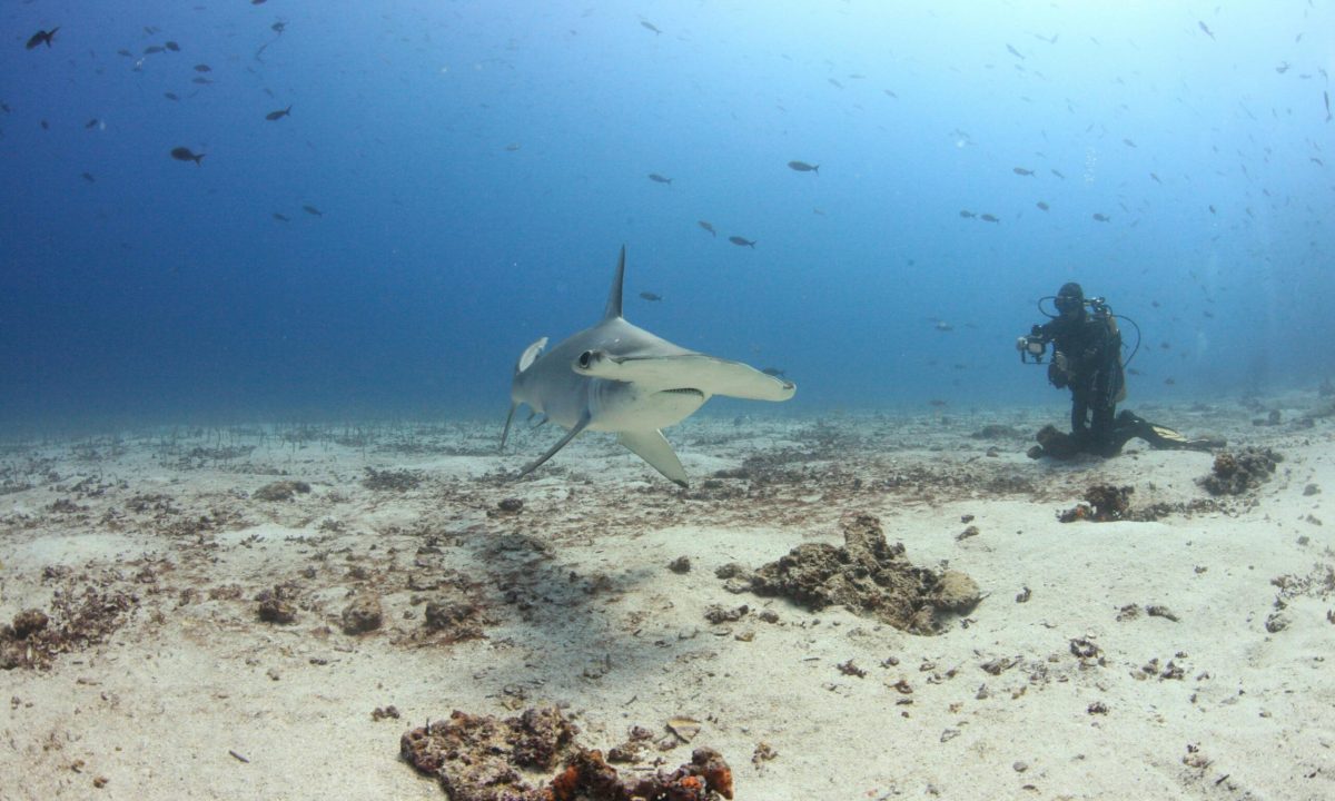 Galápagos-Islands-Ecuador-Best-Beaches-for-Scuba-Diving-in-World