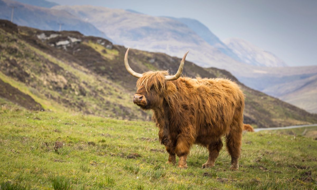 Isle-of-Mull-Inner-Hebrides-Most-Beautiful-Place-to-Visit-in-Scotland