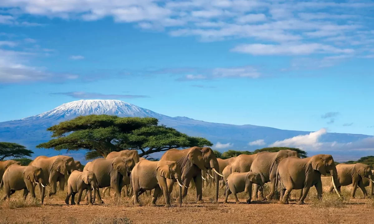 Mount Kilimanjaro National Park, Tanzania - Natural UNESCO World Heritage Sites