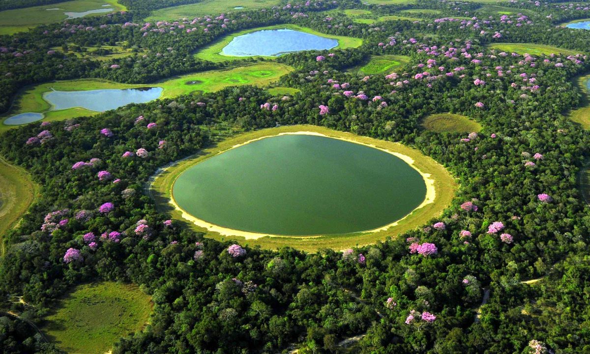 Pantanal - Most Beautiful Places to Visit in Brazil