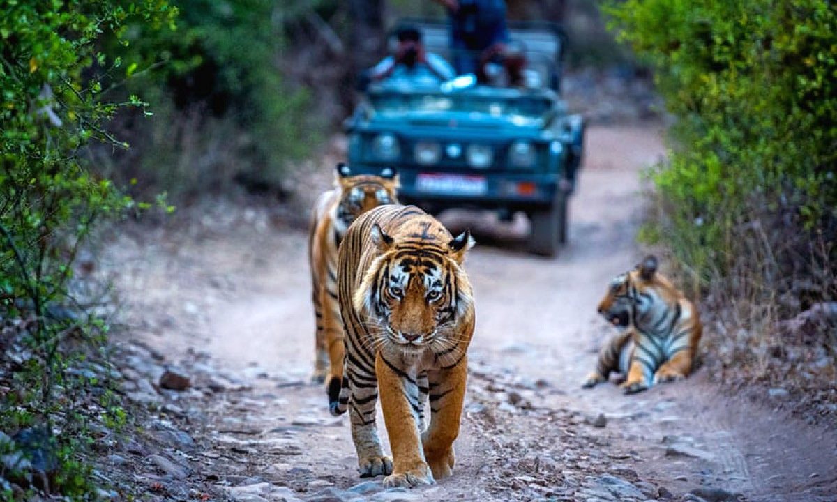 Ranthambore Safari, India - Best Jungle Safaris in World