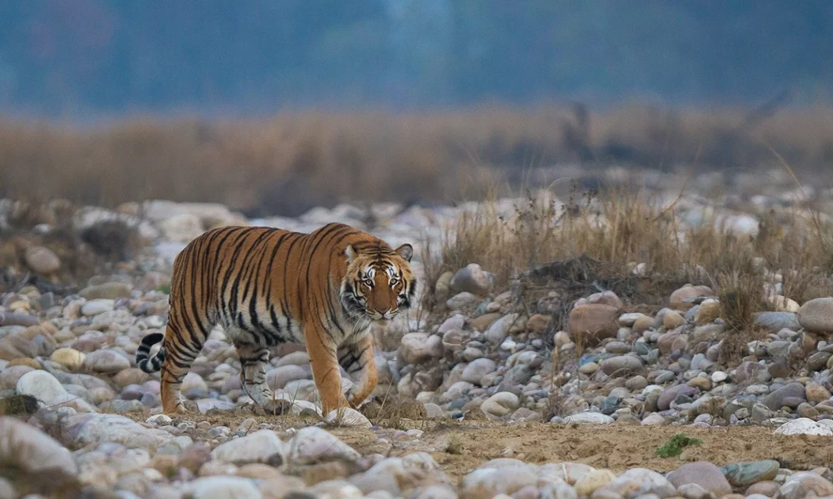 Sundarbans Mangrove Forest, India - Natural UNESCO World Heritage Sites