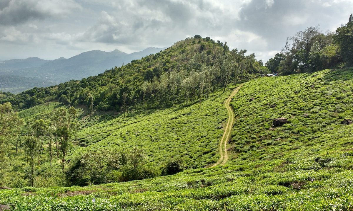 Wayanad - Best Places to Visit in Kerala, India